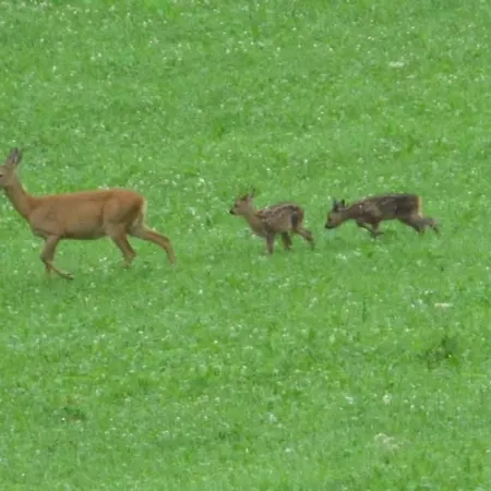 Verschlafen-- In Sanfte Huegel Eingebettet- By Interhome Appartement Sankt Peterzell