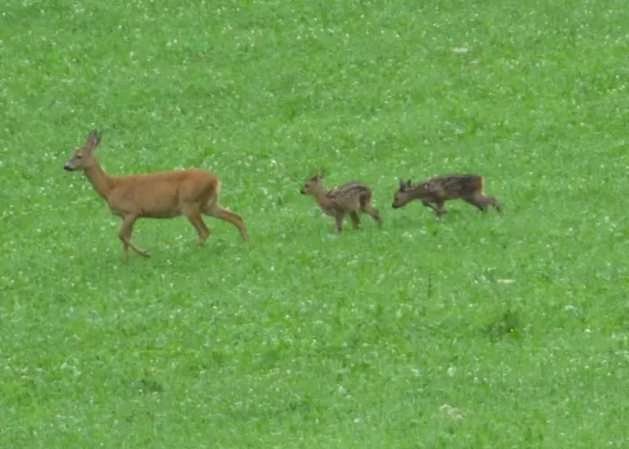 Verschlafen-- In Sanfte Huegel Eingebettet- By Interhome Appartement Sankt Peterzell